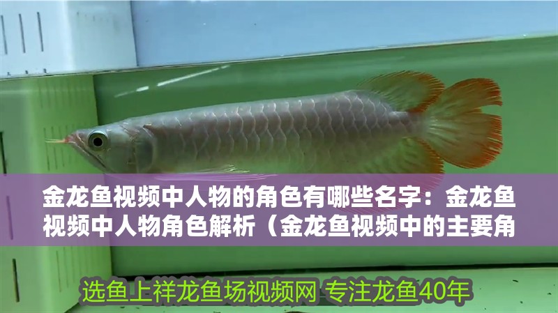 金龍魚視頻中人物的角色有哪些名字：金龍魚視頻中人物角色解析（金龍魚視頻中的主要角色）