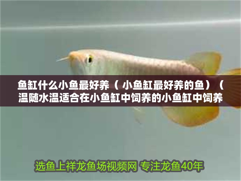 魚缸什么小魚最好養(yǎng)（ 小魚缸最好養(yǎng)的魚）（溫隨水溫適合在小魚缸中飼養(yǎng)的小魚缸中飼養(yǎng)的魚類）