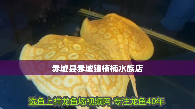 <strong><mark>赤城</mark></strong>縣<strong><mark>赤城</mark></strong>鎮楠楠水族店