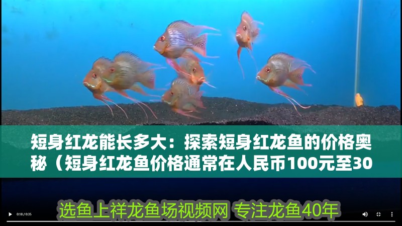 短身紅龍能長(zhǎng)多大：探索短身紅龍魚的價(jià)格奧秘（短身紅龍魚價(jià)格通常在人民幣100元至300元之間）