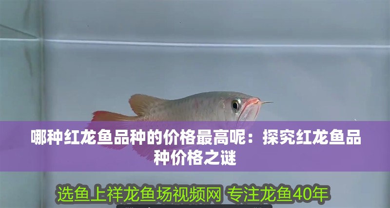 哪種紅龍魚品種的價格最高呢：探究紅龍魚品種價格之謎