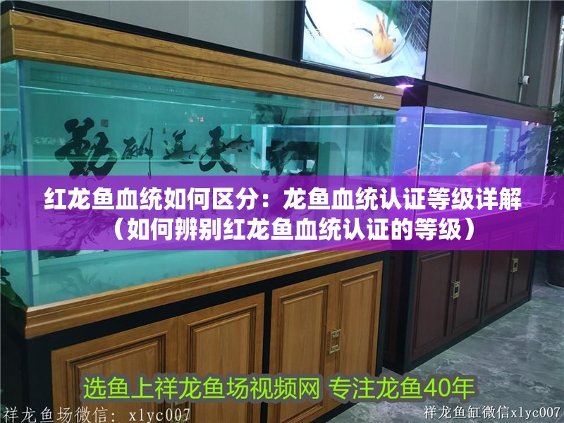 紅龍魚血統如何區分：龍魚血統認證等級詳解（如何辨別紅龍魚血統認證的等級）