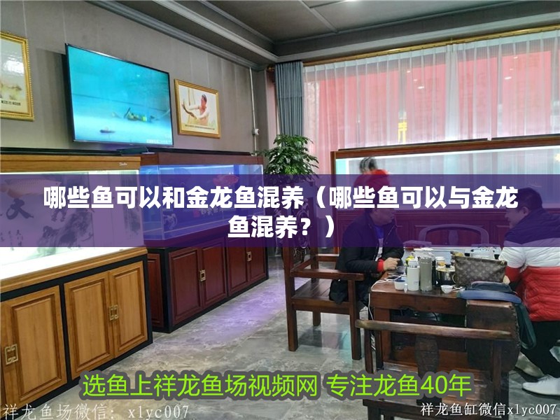 哪些魚可以和金龍魚混養（哪些魚可以與金龍魚混養？）