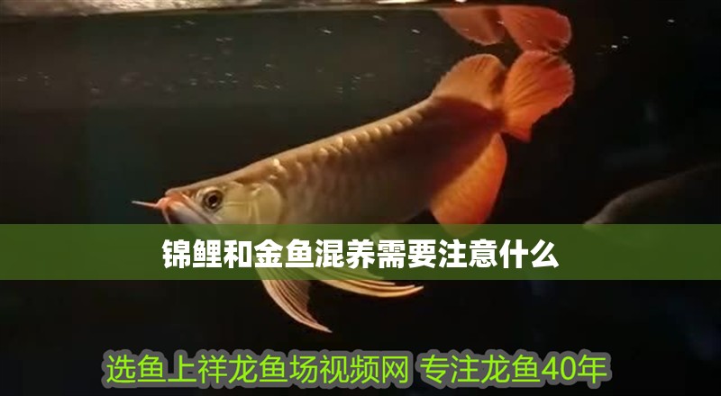錦鯉和金魚混養需要注意什么