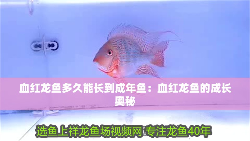血紅龍魚多久能長到成年魚：血紅龍魚的成長奧秘 血紅龍魚多久能長到成年魚：血紅龍魚的成長奧秘 水族問答