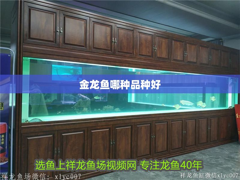 金龍魚哪種品種好