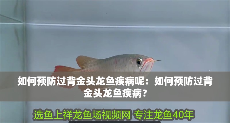 如何預防過背金頭龍魚疾病呢：如何預防過背金頭龍魚疾?。? title=