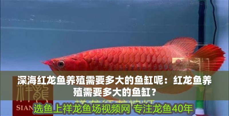 深海紅龍魚養殖需要多大的魚缸呢：紅龍魚養殖需要多大的魚缸？