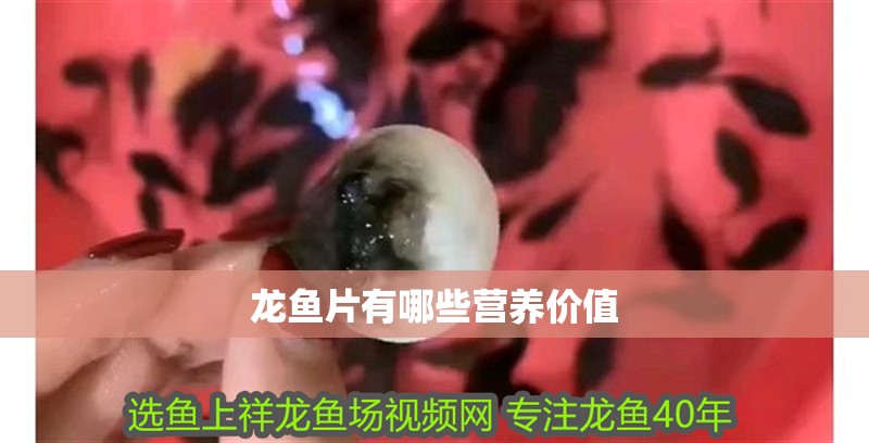 龍魚片有哪些營養(yǎng)價值