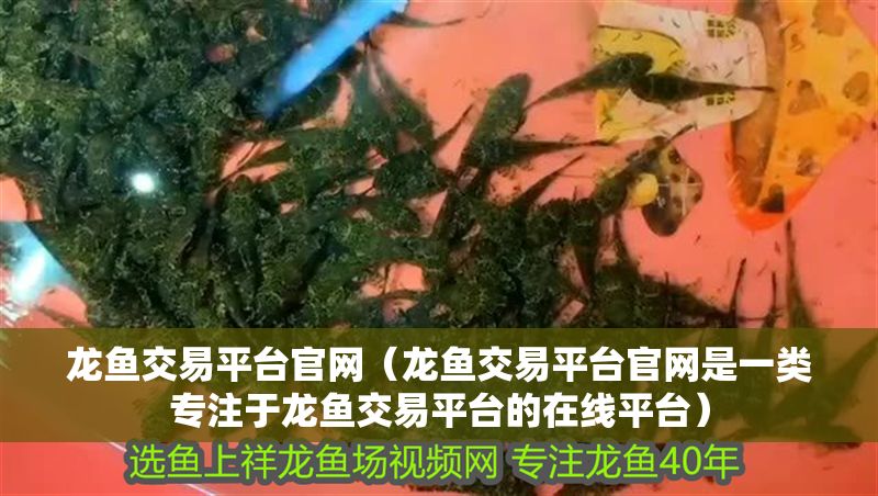 龍魚交易平臺官網（龍魚交易平臺官網是一類專注于龍魚交易平臺的在線平臺）