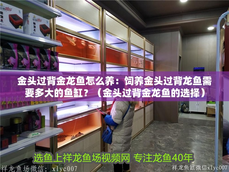 金頭過背金龍魚怎么養：飼養金頭過背龍魚需要多大的魚缸？（金頭過背金龍魚的選擇）