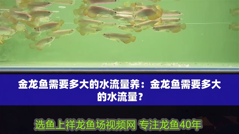金龍魚需要多大的水流量養：金龍魚需要多大的水流量？