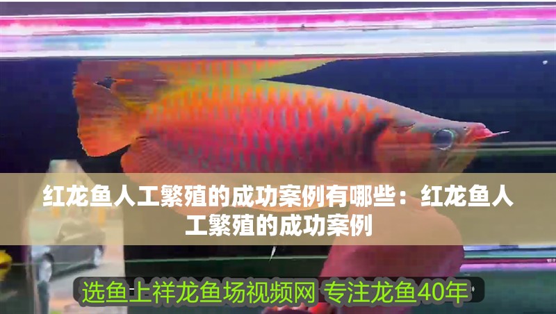 紅龍魚人工繁殖的成功案例有哪些：紅龍魚人工繁殖的成功案例