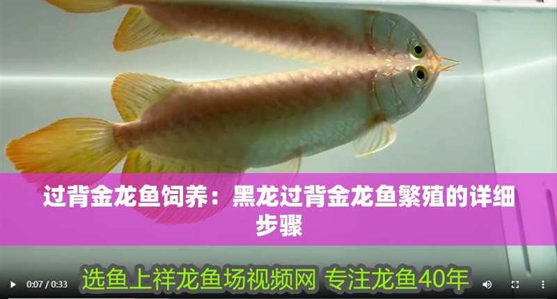 過背金龍魚飼養：黑龍過背金龍魚繁殖的詳細步驟