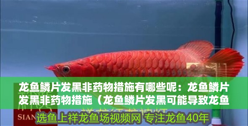 龍魚鱗片發黑非藥物措施有哪些呢：龍魚鱗片發黑非藥物措施（龍魚鱗片發黑可能導致龍魚鱗片發黑的常見原因是什么）