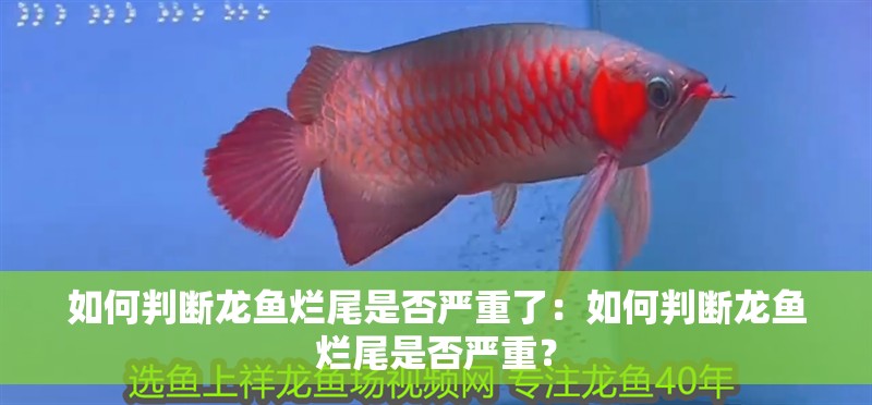 如何判斷龍魚爛尾是否嚴重了：如何判斷龍魚爛尾是否嚴重？