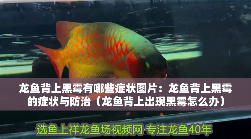 龍魚背上黑霉有哪些癥狀圖片：龍魚背上黑霉的癥狀與防治（龍魚背上出現(xiàn)黑霉怎么辦）