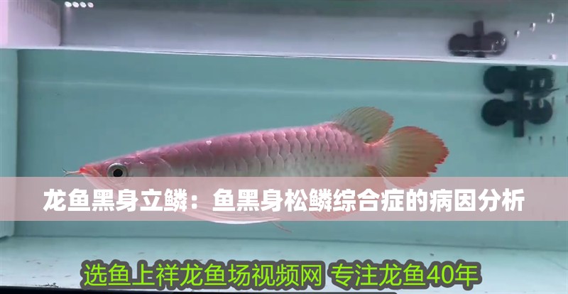 龍魚黑身立鱗：魚黑身松鱗綜合癥的病因分析