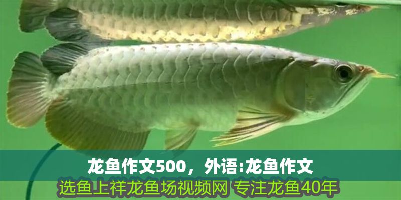 龍魚作文500，外語:龍魚作文
