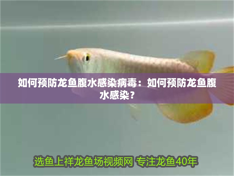 如何預(yù)防龍魚腹水感染病毒：如何預(yù)防龍魚腹水感染？