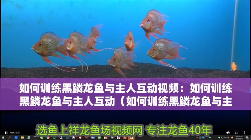 如何訓(xùn)練黑鱗龍魚與主人互動視頻：如何訓(xùn)練黑鱗龍魚與主人互動（如何訓(xùn)練黑鱗龍魚與主人之間的互動）
