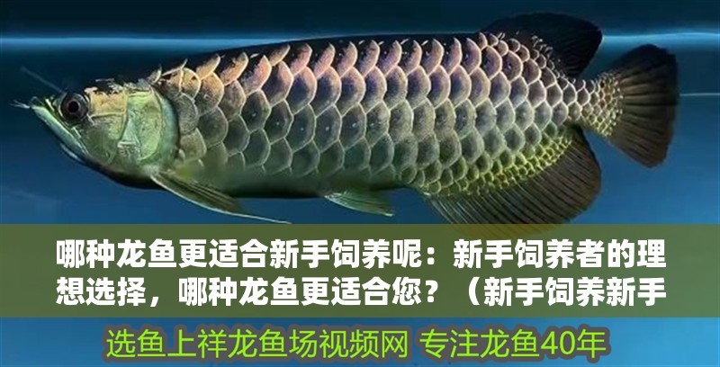 哪種龍魚更適合新手飼養呢：新手飼養者的理想選擇，哪種龍魚更適合您？（新手飼養新手飼養新手飼養龍魚需要注意哪些條件和習性）