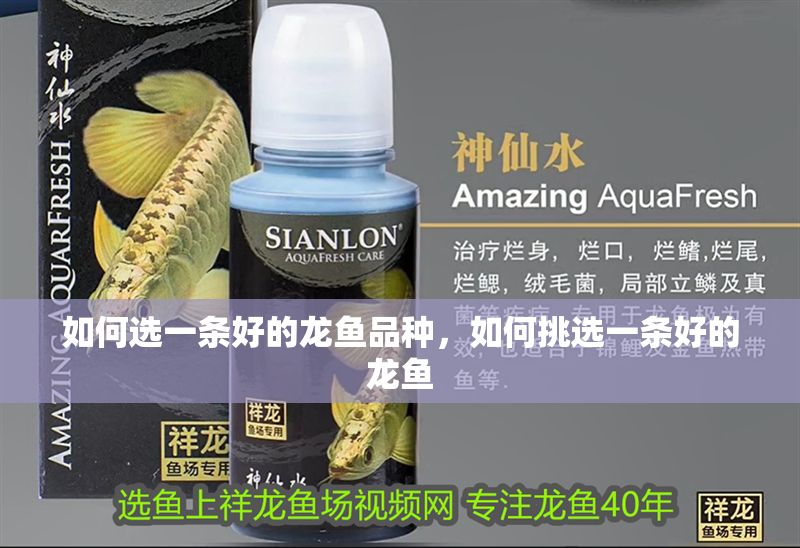 如何選一條好的龍魚(yú)品種，如何挑選一條好的龍魚(yú)