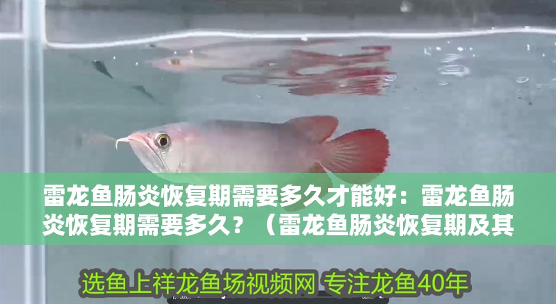 雷龍魚(yú)腸炎恢復(fù)期需要多久才能好：雷龍魚(yú)腸炎恢復(fù)期需要多久？（雷龍魚(yú)腸炎恢復(fù)期及其他魚(yú)腸炎的恢復(fù)期及其影響因素）