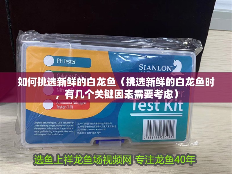 如何挑選新鮮的白龍魚（挑選新鮮的白龍魚時，有幾個關鍵因素需要考慮）