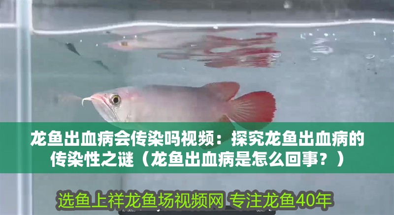 龍魚出血病會傳染嗎視頻：探究龍魚出血病的傳染性之謎（龍魚出血病是怎么回事？）