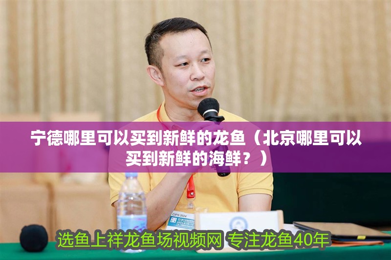 寧德哪里可以買到新鮮的龍魚（北京哪里可以買到新鮮的海鮮？）