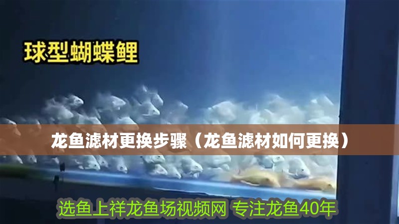 龍魚濾材更換步驟（龍魚濾材如何更換）