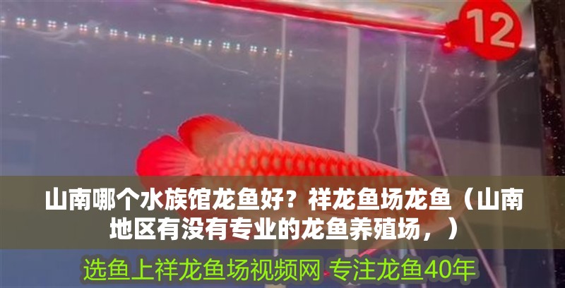 山南哪個水族館龍魚好？祥龍魚場龍魚（山南地區有沒有專業的龍魚養殖場，）