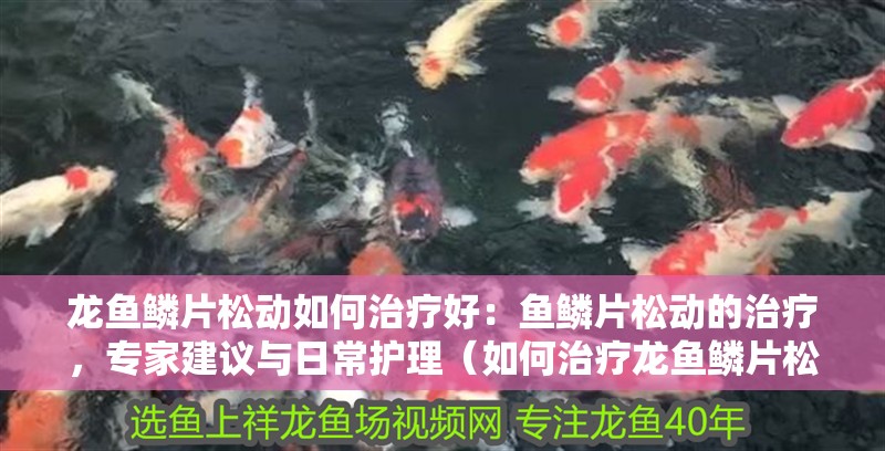 龍魚鱗片松動如何治療好：魚鱗片松動的治療，專家建議與日常護理（如何治療龍魚鱗片松動）