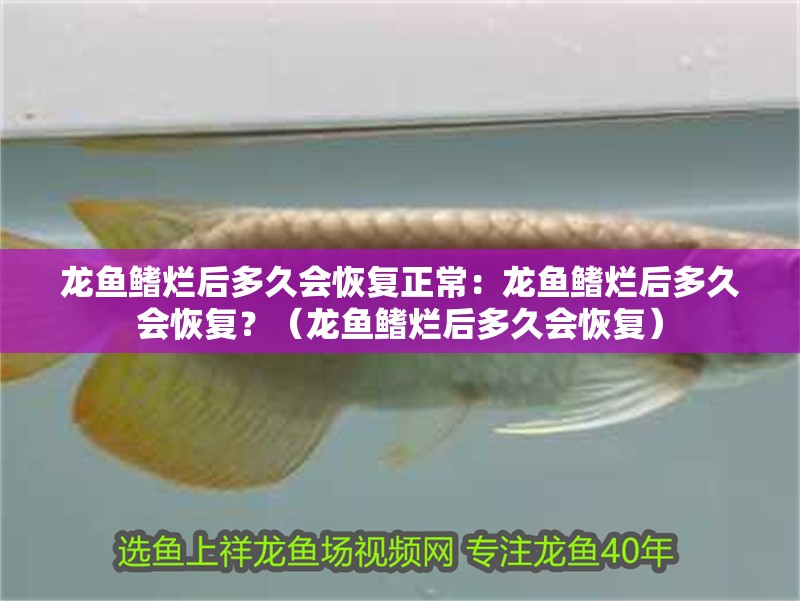 龍魚鰭爛后多久會恢復正常：龍魚鰭爛后多久會恢復？（龍魚鰭爛后多久會恢復）