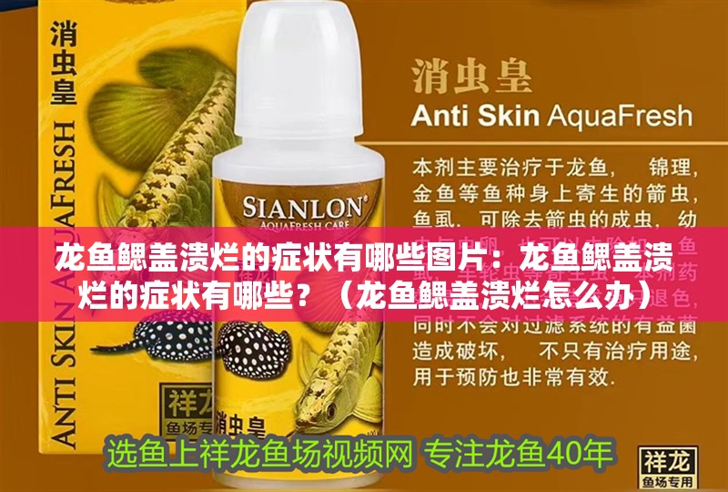 龍魚鰓蓋潰爛的癥狀有哪些圖片：龍魚鰓蓋潰爛的癥狀有哪些？（龍魚鰓蓋潰爛怎么辦）
