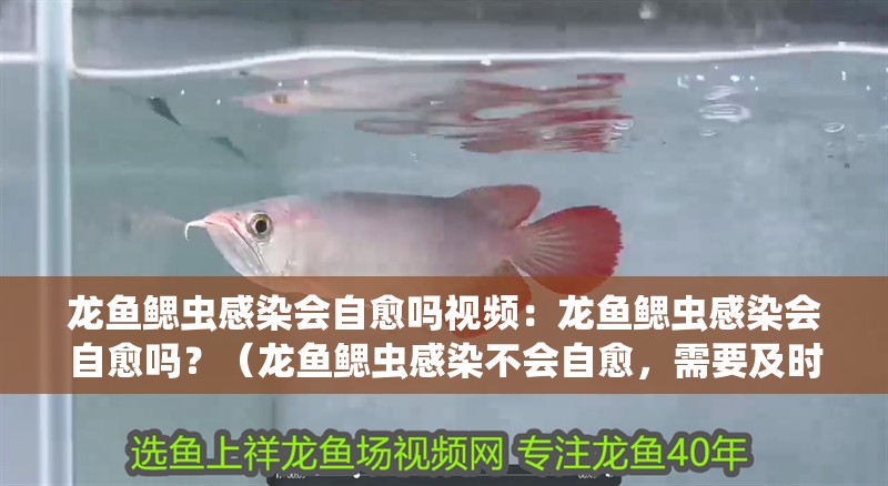 龍魚鰓蟲感染會自愈嗎視頻：龍魚鰓蟲感染會自愈嗎？（龍魚鰓蟲感染不會自愈，需要及時采取治療措施，加強預防） 龍魚鰓蟲感染會自愈嗎視頻：龍魚鰓蟲感染會自愈嗎？（龍魚鰓蟲感染不會自愈，需要及時采取治療措施，加強預防） 水族問答