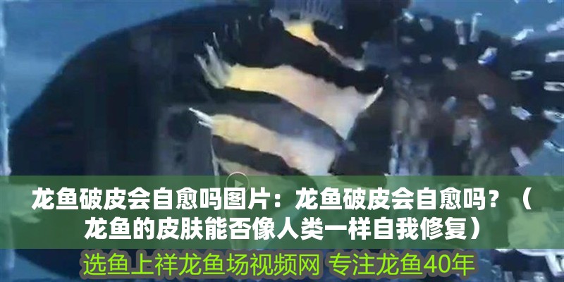 龍魚破皮會自愈嗎圖片：龍魚破皮會自愈嗎？（龍魚的皮膚能否像人類一樣自我修復）