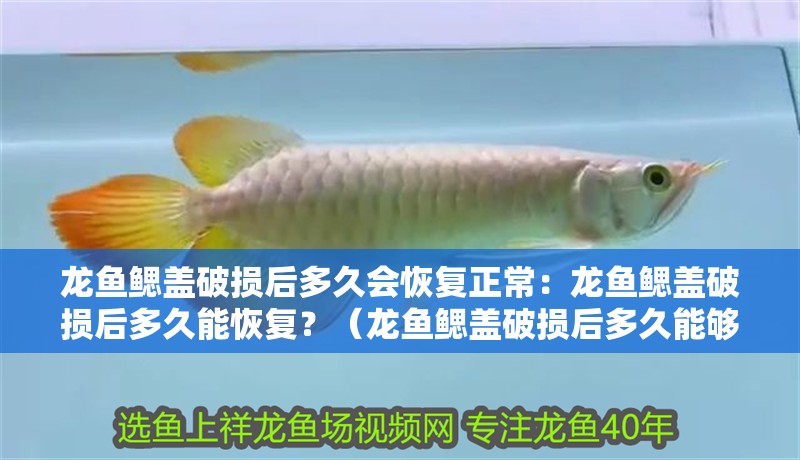 龍魚鰓蓋破損后多久會恢復正常：龍魚鰓蓋破損后多久能恢復？（龍魚鰓蓋破損后多久能夠恢復時間恢復正常狀態和個體差異）