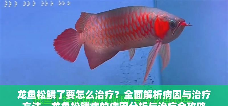 龍魚松鱗了要怎么治療？全面解析病因與治療方法，龍魚松鱗病的病因分析與治療全攻略