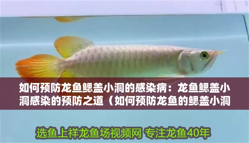 如何預(yù)防龍魚鰓蓋小洞的感染病：龍魚鰓蓋小洞感染的預(yù)防之道（如何預(yù)防龍魚的鰓蓋小洞感染）