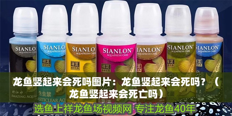 龍魚豎起來會死嗎圖片：龍魚豎起來會死嗎？（龍魚豎起來會死亡嗎）