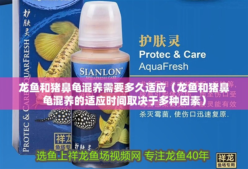 龍魚和豬鼻龜混養需要多久適應（龍魚和豬鼻龜混養的適應時間取決于多種因素）