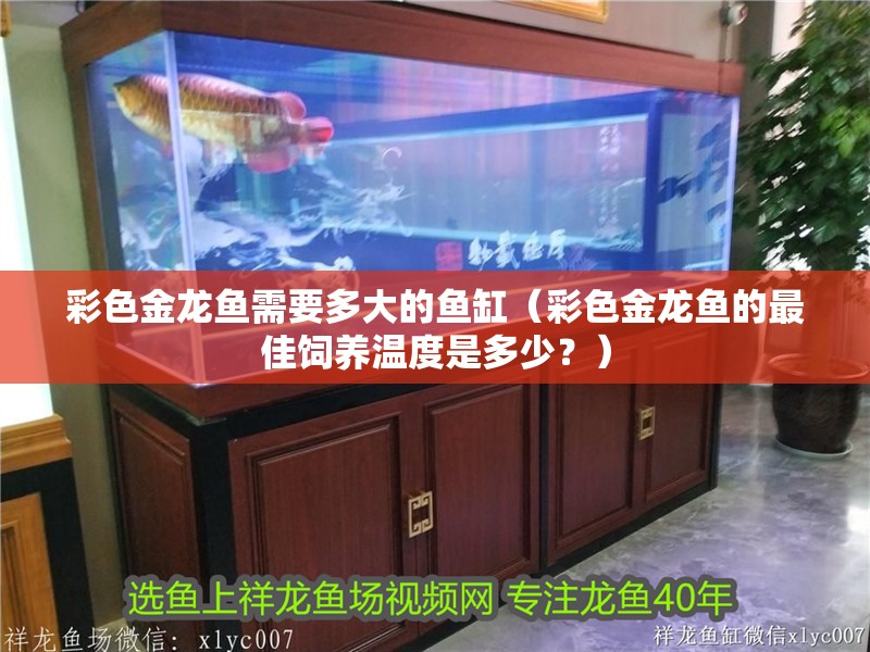 彩色金龍魚需要多大的魚缸（彩色金龍魚的最佳飼養溫度是多少？）