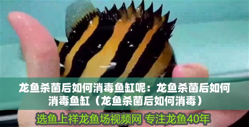 龍魚殺菌后如何消毒魚缸呢：龍魚殺菌后如何消毒魚缸（龍魚殺菌后如何消毒）