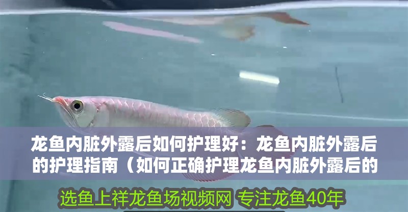 龍魚內臟外露后如何護理好：龍魚內臟外露后的護理指南（如何正確護理龍魚內臟外露后的情況）
