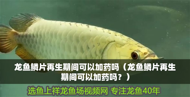 龍魚鱗片再生期間可以加藥嗎（龍魚鱗片再生期間可以加藥嗎？）