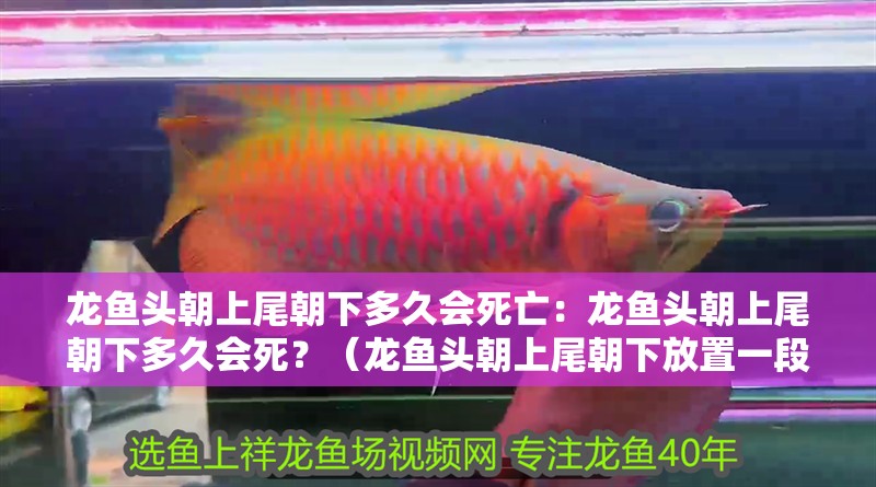 龍魚頭朝上尾朝下多久會死亡：龍魚頭朝上尾朝下多久會死？（龍魚頭朝上尾朝下放置一段時間后會如何應對龍魚的生存）