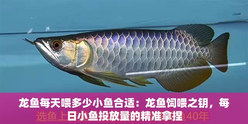 龍魚每天喂多少小魚合適：龍魚飼喂之鑰，每日小魚投放量的精準(zhǔn)拿捏