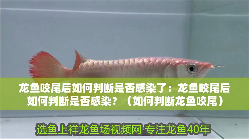 龍魚咬尾后如何判斷是否感染了：龍魚咬尾后如何判斷是否感染？（如何判斷龍魚咬尾）